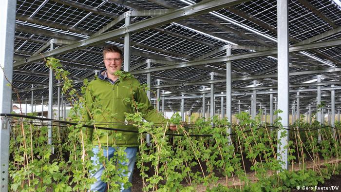 Német farmer napelemtető alatt termelt málnabokrokkal Német farmer napelemtető alatt termelt málnabokrokkal